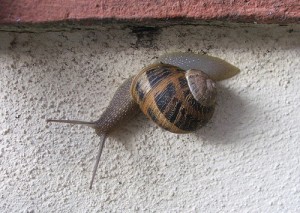 snail